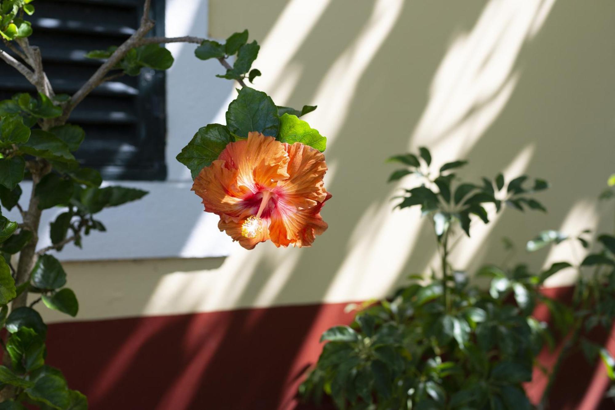 Quinta Das Hortensias Arco de São Jorge Esterno foto
